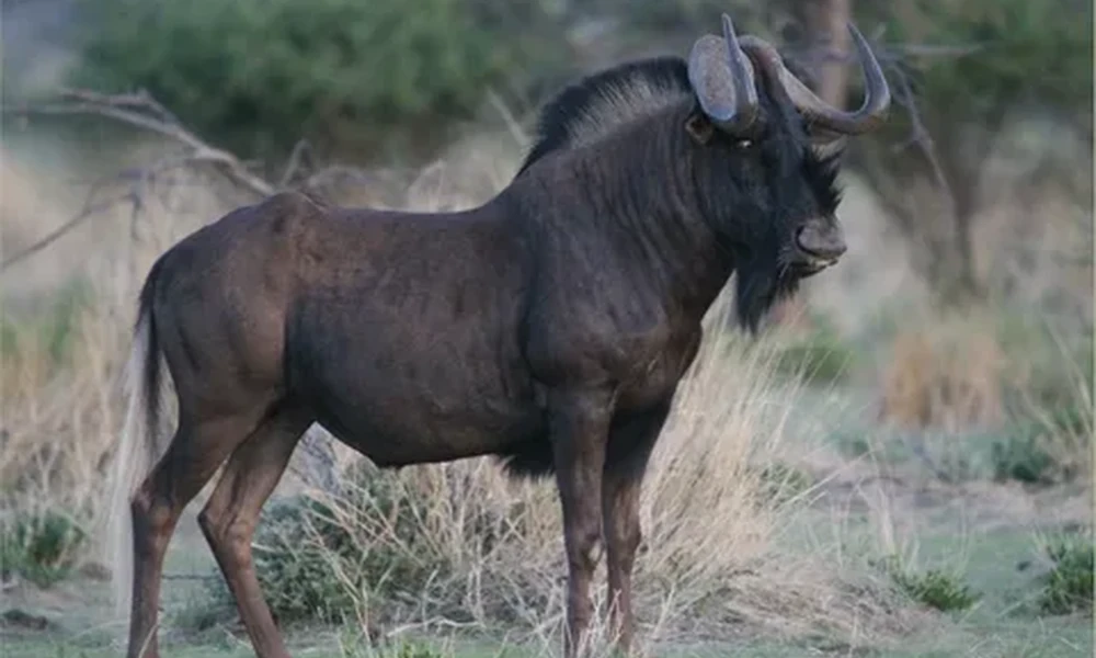 Dark black wildebeest with curved horns and a pale tail standing in dry grassland, facing right.