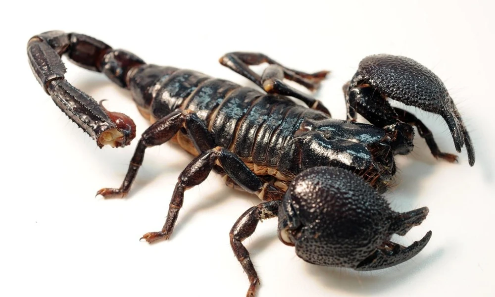 Emperor scorpion (Pandinus imperator) with large claws on the forest floor.