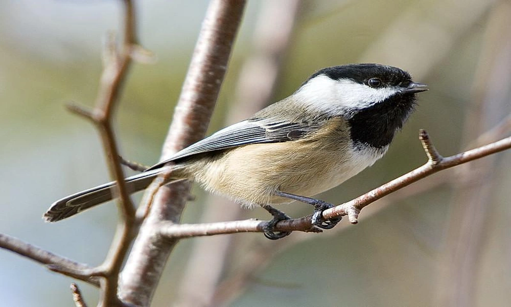 A black-capped chickadee perched on a small branch with its black cap and white cheeks clearly visible.