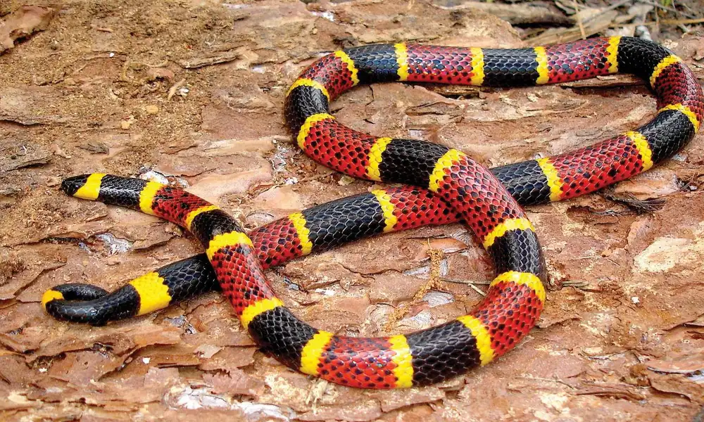 A brightly banded coral snake moving across leaf litter in a forest.