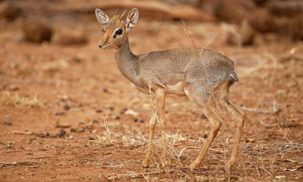 Small dik-dik antelope standing among dry African scrub.
