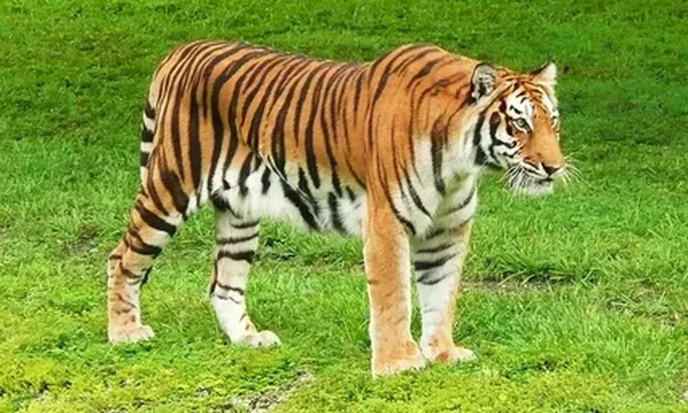 Bengal tiger with bold black stripes walking across bright green grass.