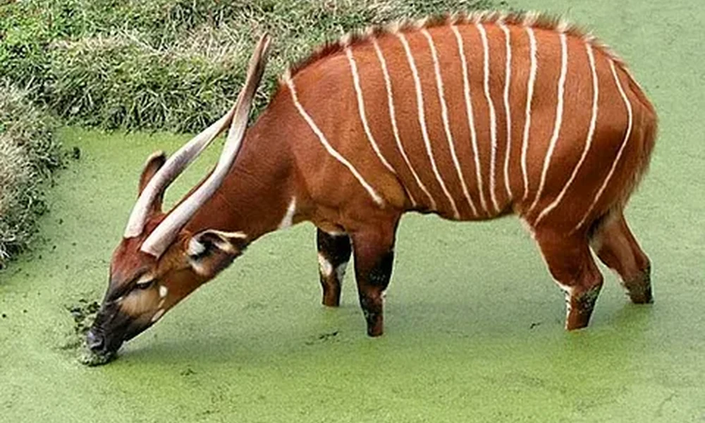 Reddish-brown bongo antelope with white stripes and long spiral horns drinking from a green, algae-covered pond.
