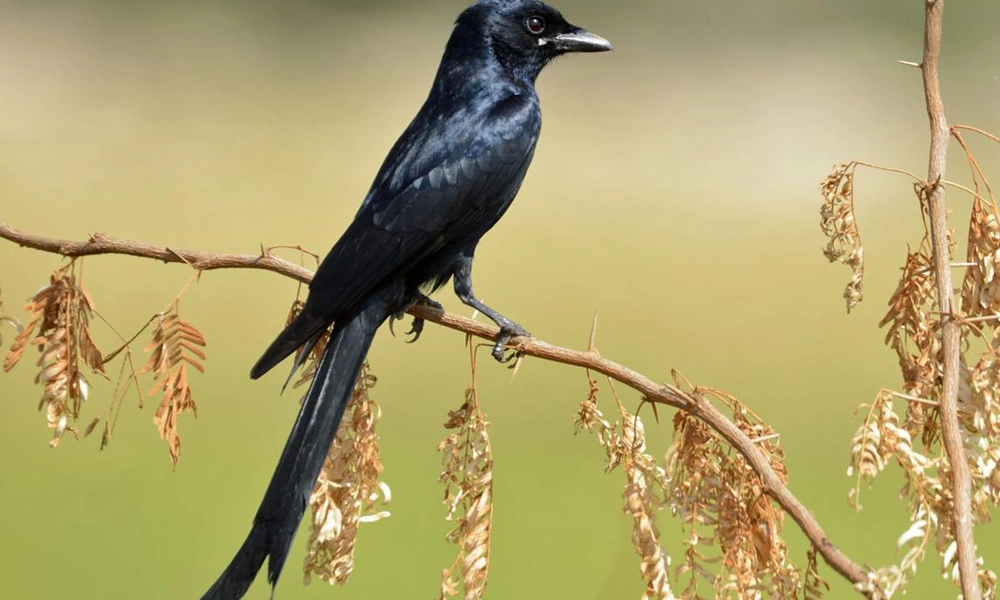 Fork-tailed drongo perched on a branch in a tropical landscape.