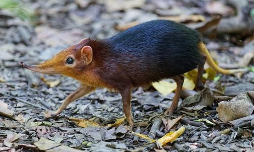 Elephant shrew or sengi foraging on the African ground.