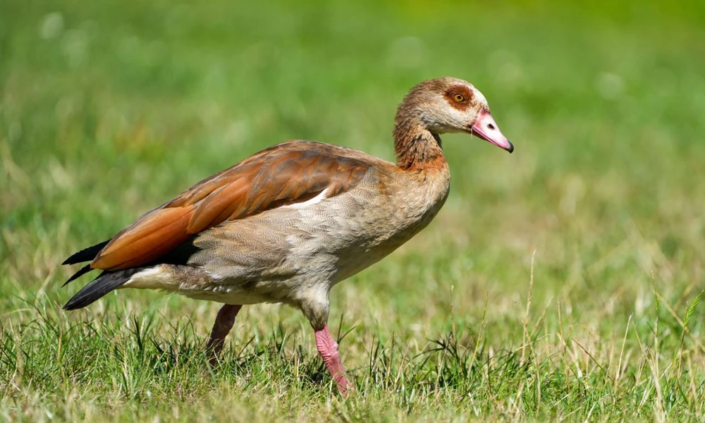 Egyptian goose (Alopochen aegyptiaca) standing near water.