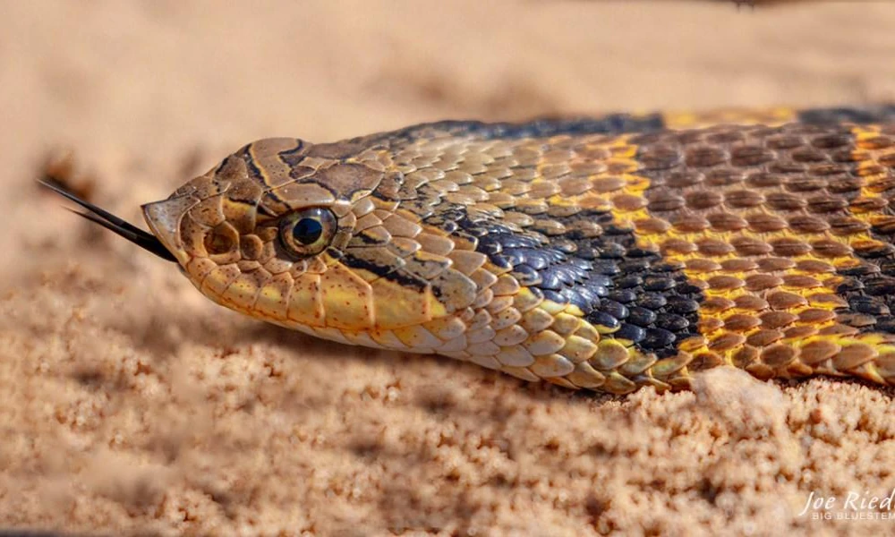 Eastern hognose snake (Heterodon platirhinos) on sandy ground.