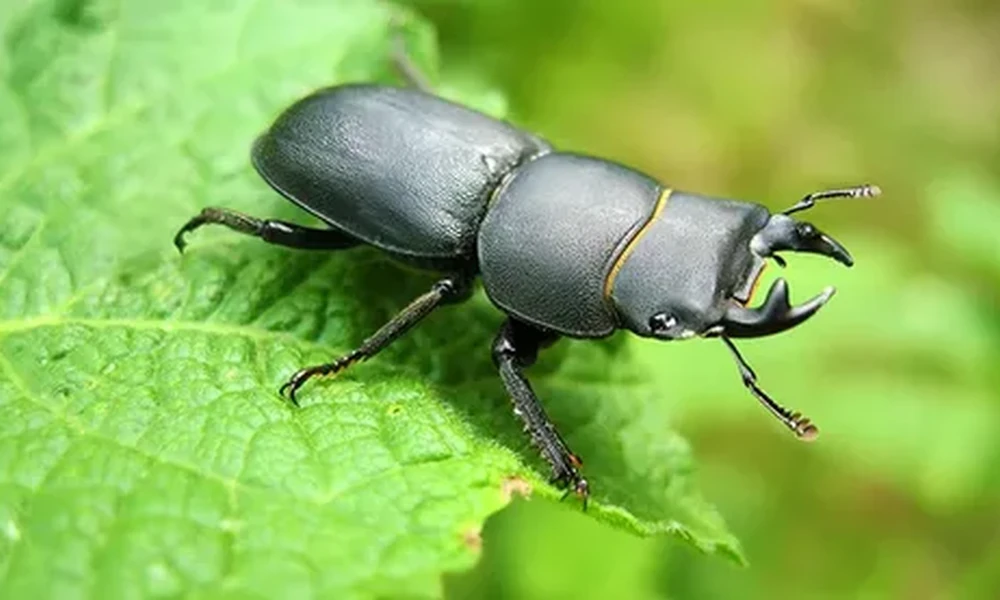 Black stag beetle with large jaws resting on a bright green leaf.