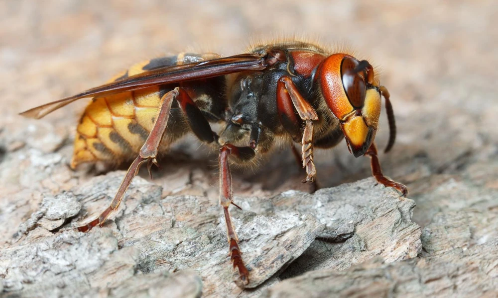 European hornet (Vespa crabro) perched on a plant.