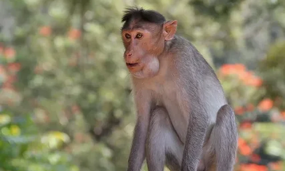 Bonnet macaque with a pinkish face sitting upright on a ledge, with blurred green and orange leaves behind it.