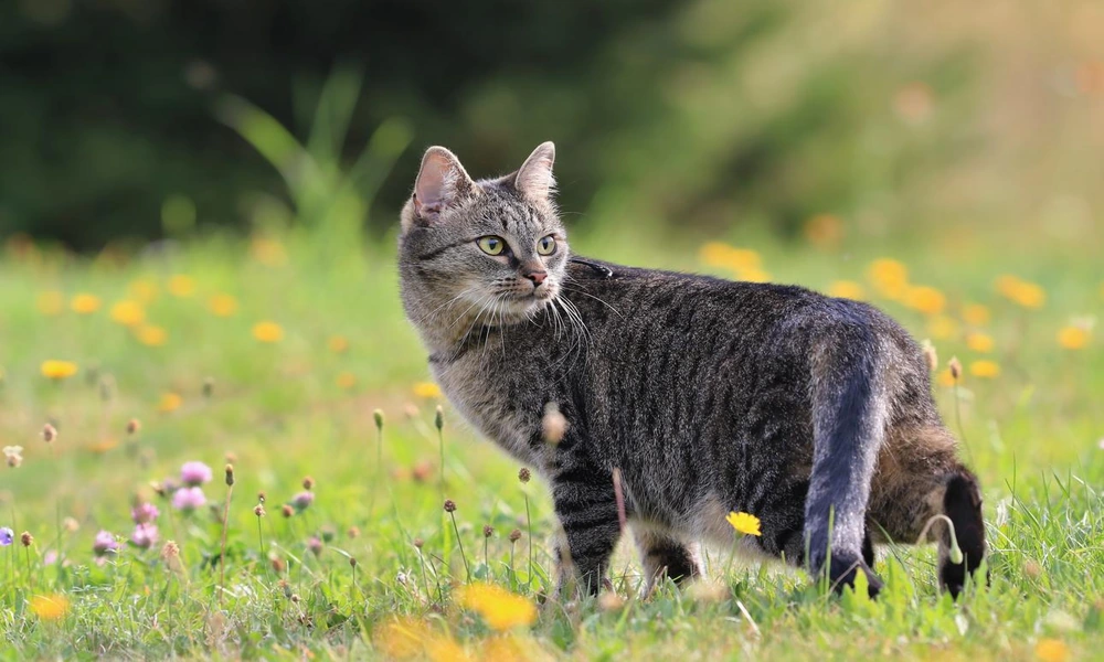 A domestic cat sitting in a green garden with alert eyes, whiskers, and detailed fur.