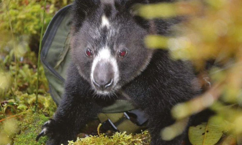 Dingiso tree kangaroo in the montane forest of western New Guinea.