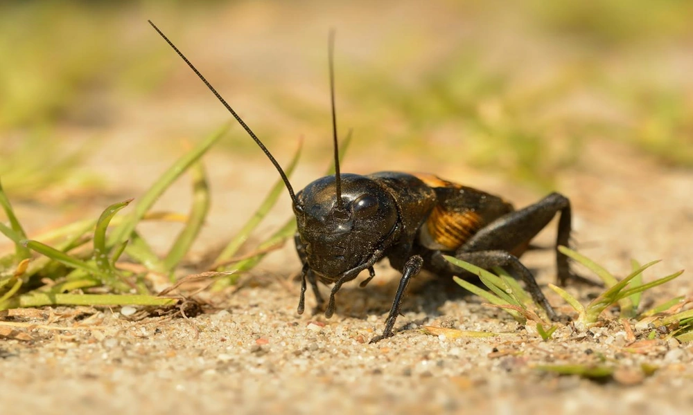 Brown cricket perched among green grass in a natural field habitat.