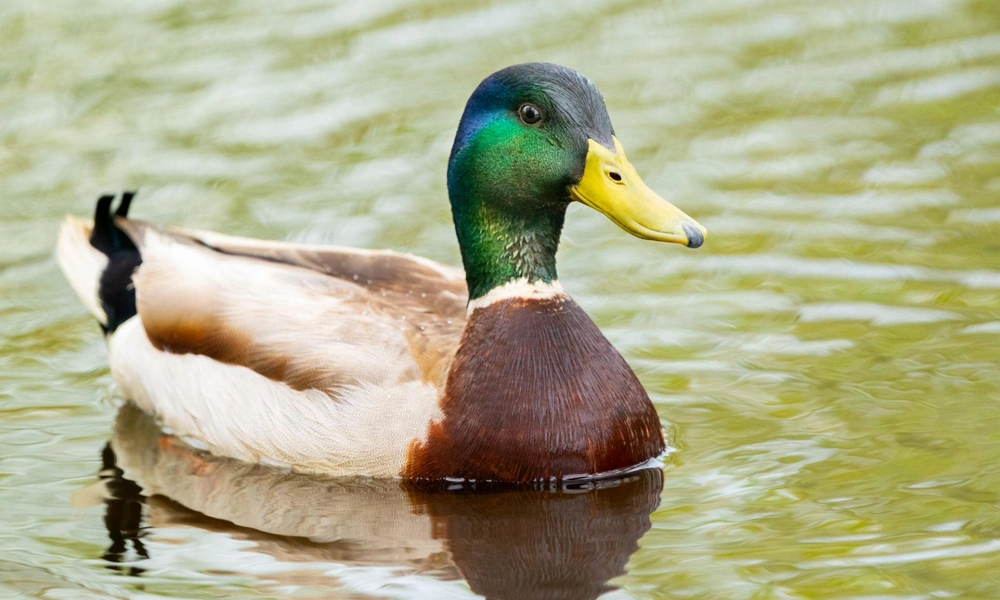 Mallard duck swimming on a pond surrounded by vegetation.