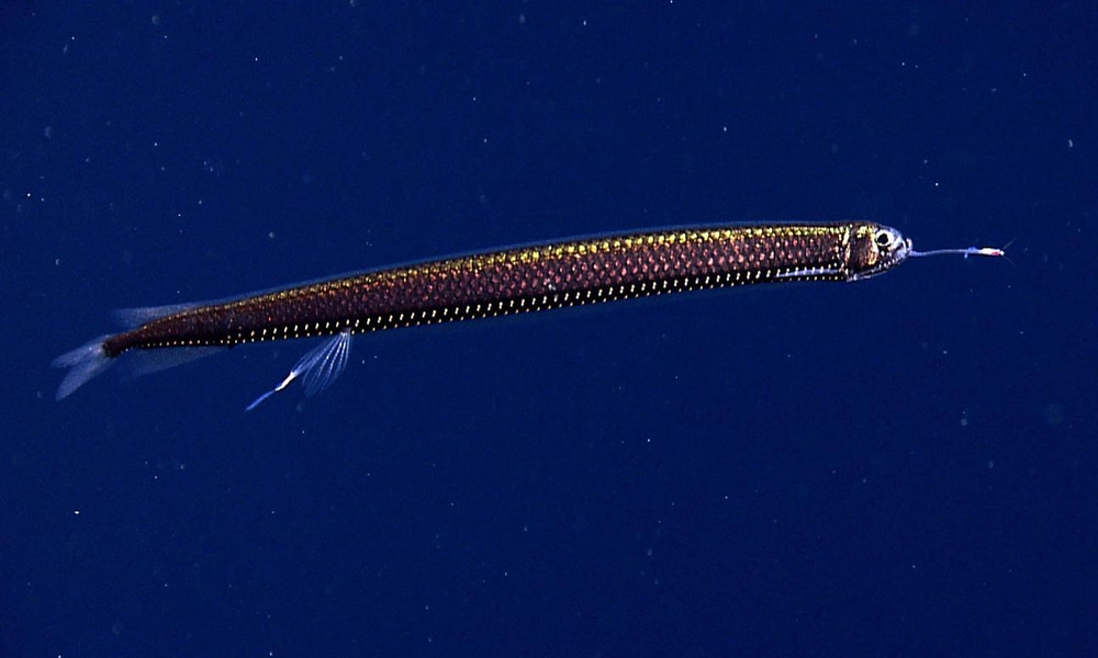 Deep-sea dragonfish with bioluminescent organs in dark ocean water.