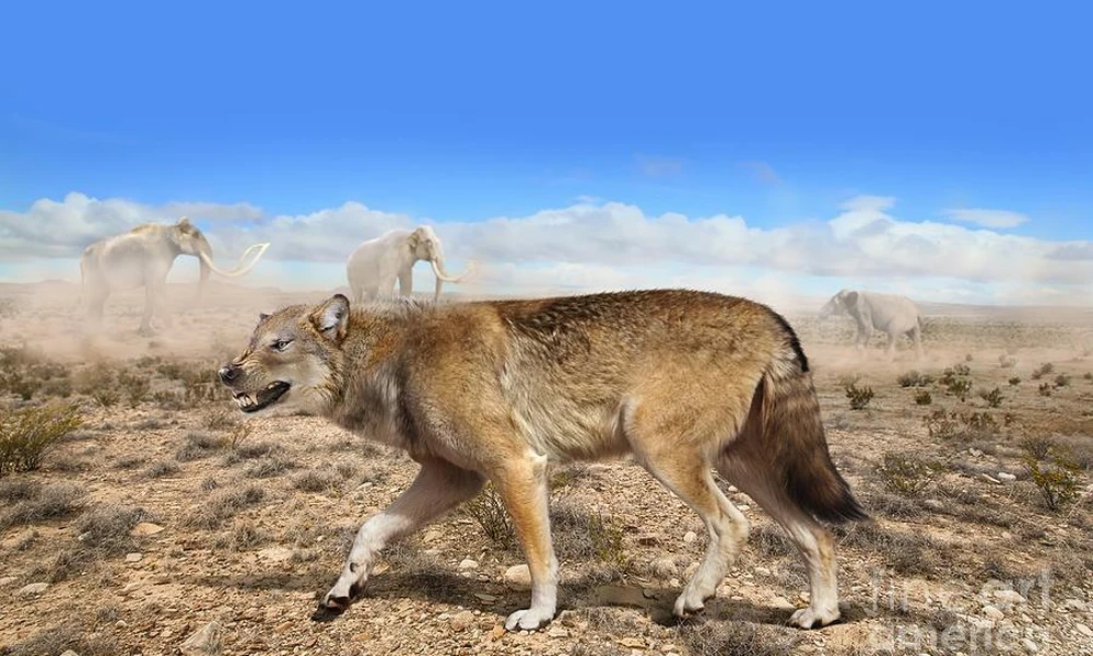 Dire wolf standing in a Pleistocene North American grassland.