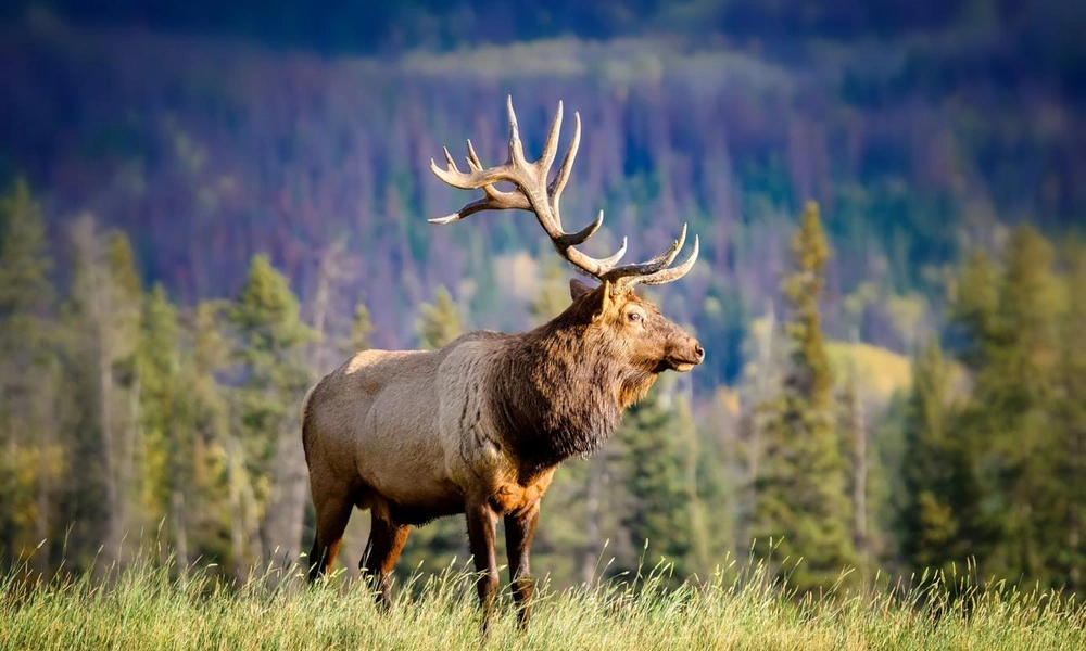 Male elk (Cervus canadensis) with large antlers.