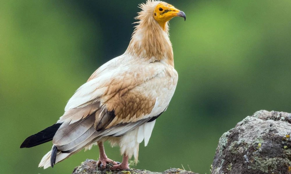 Egyptian vulture (Neophron percnopterus) perched on rocks.