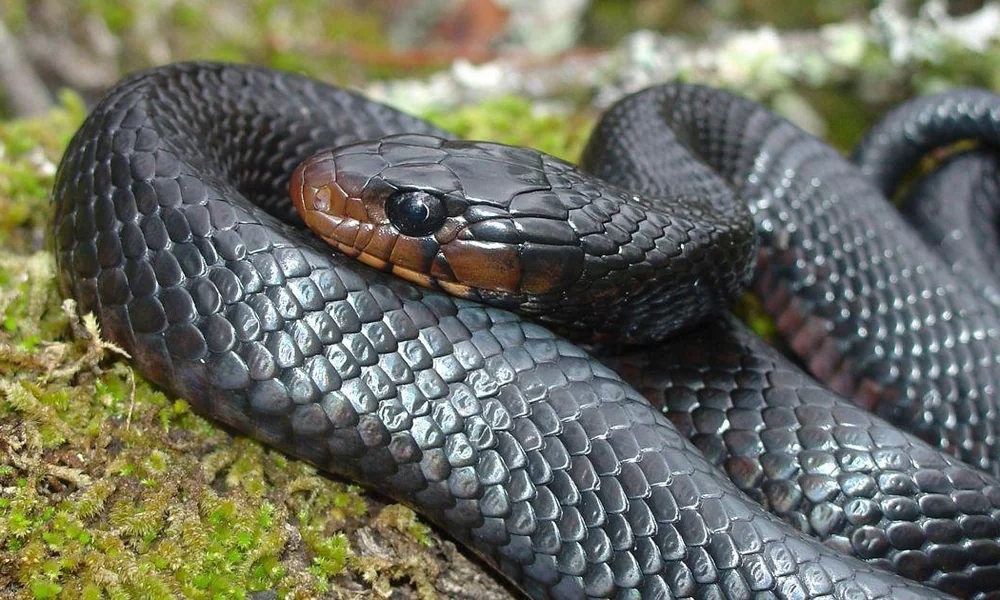 Eastern indigo snake (Drymarchon couperi) in pine woodland habitat.