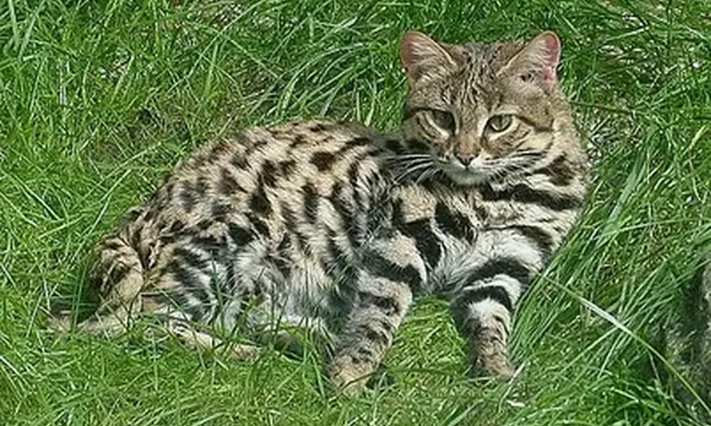 Spotted black-footed cat lying in tall green grass and looking at the camera.
