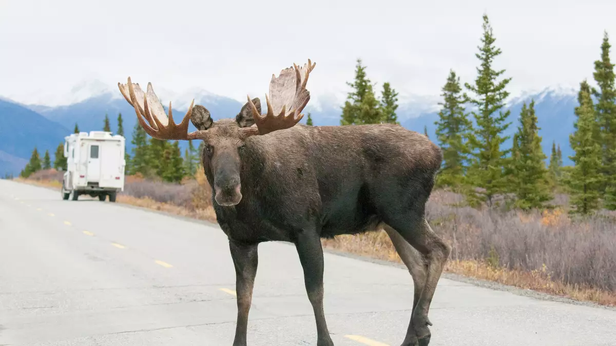 moose encounter