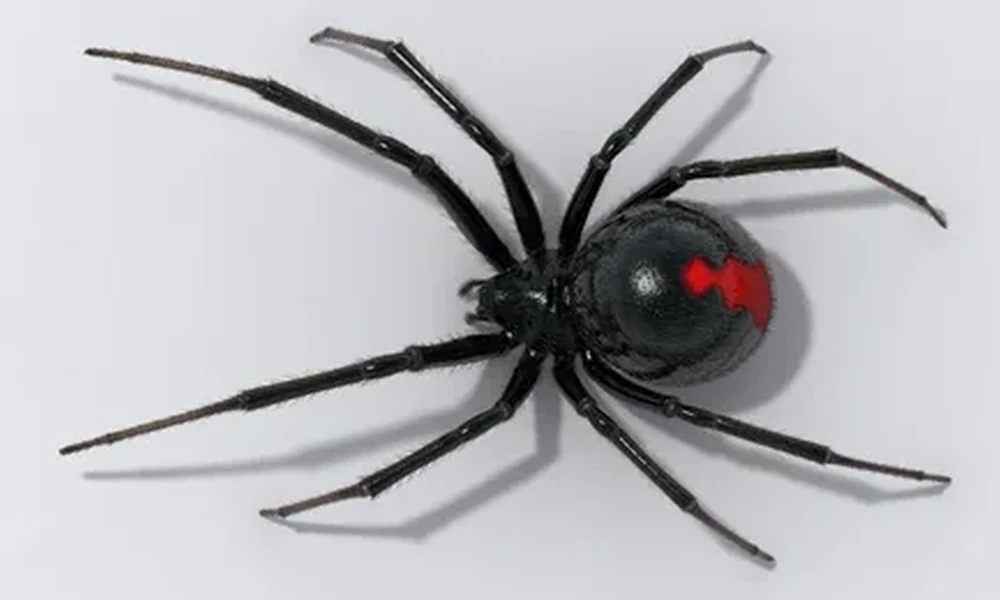 Black widow spider seen from above, with long legs and a glossy black body marked by a red hourglass.