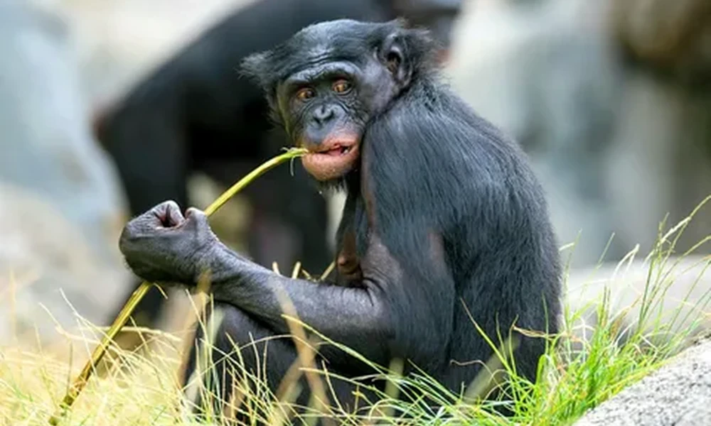 Dark-furred bonobo holding a blade of grass in its mouth and looking at the camera.