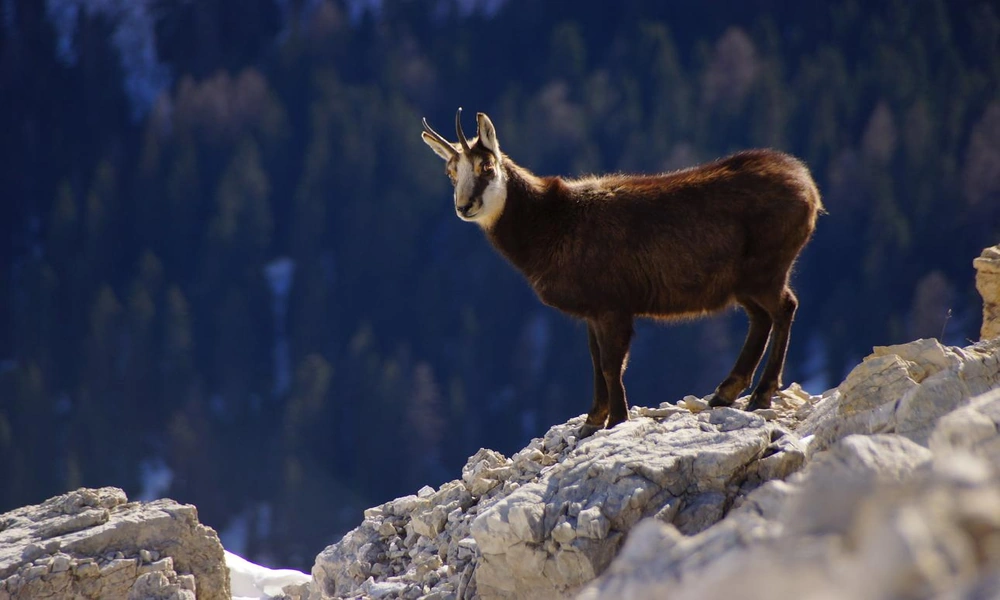 A chamois standing on a rocky Alpine mountain slope surrounded by green meadows and cliffs.