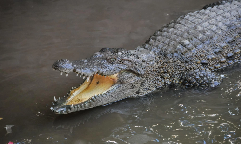 A large crocodile partially submerged in a tropical river with only its head and back visible above the water.