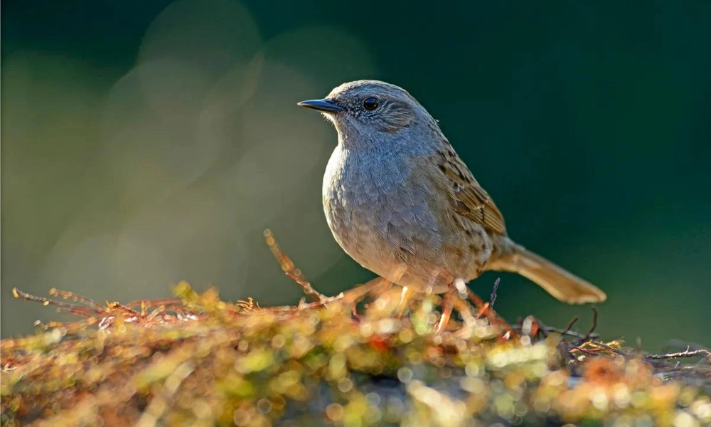 Dunnock perched among branches and leaves in a European hedgerow.
