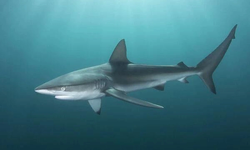 Dusky shark swimming through open coastal ocean water.