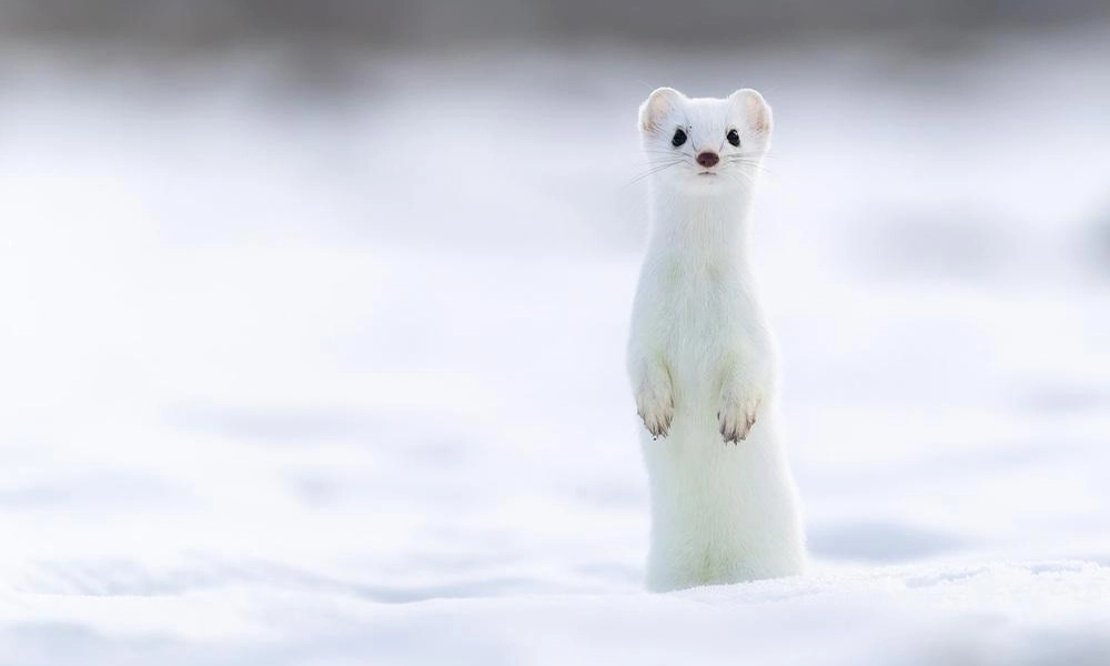 Ermine (Mustela erminea) with white winter fur in a snowy habitat.