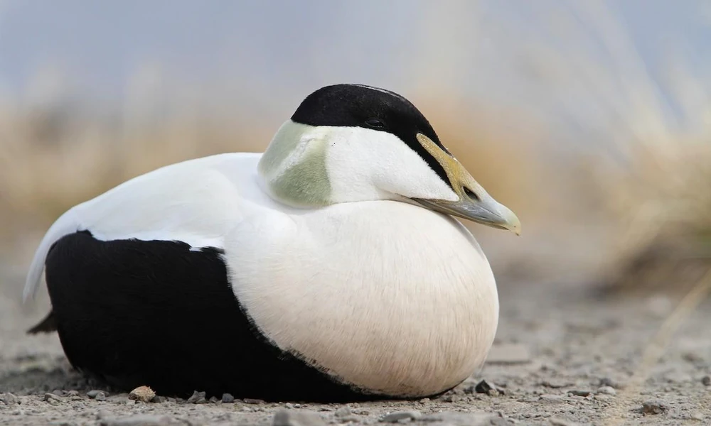 Common eider (Somateria mollissima) swimming in coastal water.