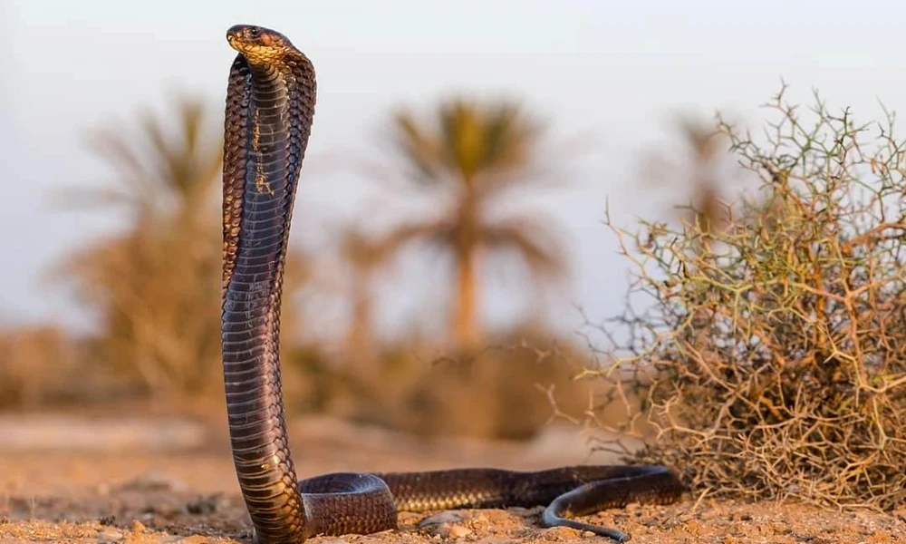 Egyptian cobra (Naja haje) raising its head in a defensive position.