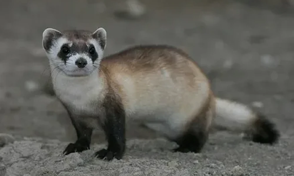 Black-footed ferret with a black face mask, dark feet and a dark-tipped tail standing on sandy ground.