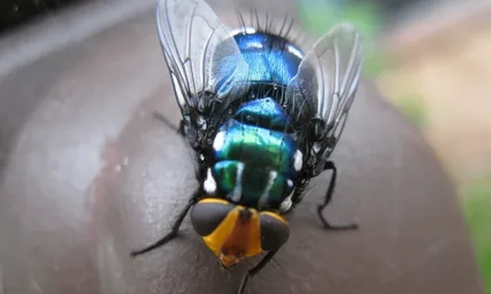 Metallic blue-green blowfly with clear wings and an orange face resting on a brown surface.