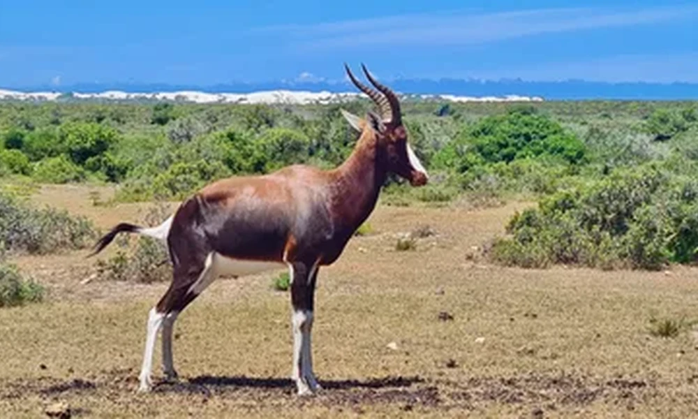 Bontebok antelope with a white face blaze and white lower legs standing in dry scrubland, with low green bushes behind it.