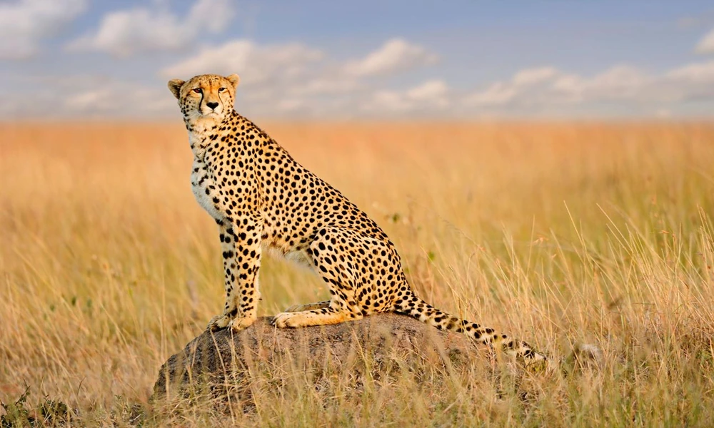 A spotted cheetah standing in tall golden grass with African acacia trees in the distance.