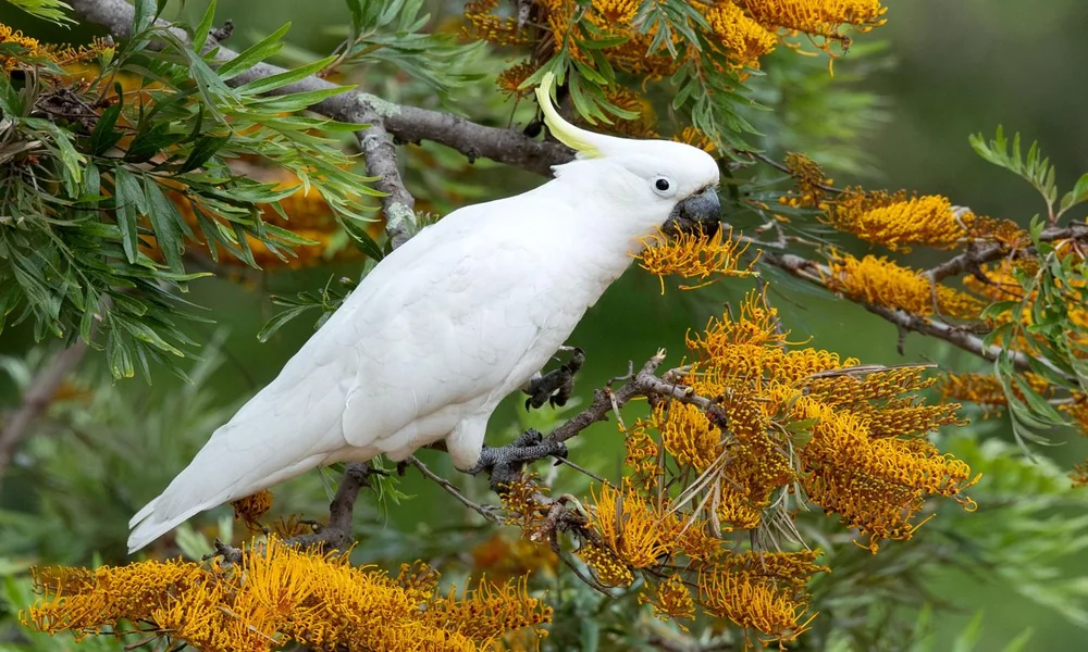 A white cockatoo perched on a tree branch with its large crest raised.