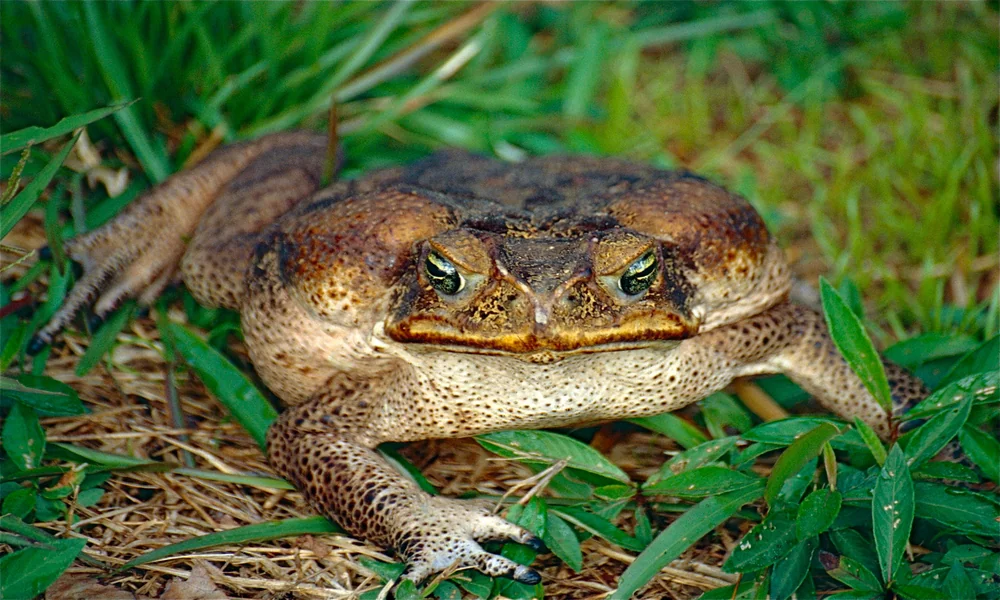 A large cane toad sitting among leaves and vegetation in a tropical environment.