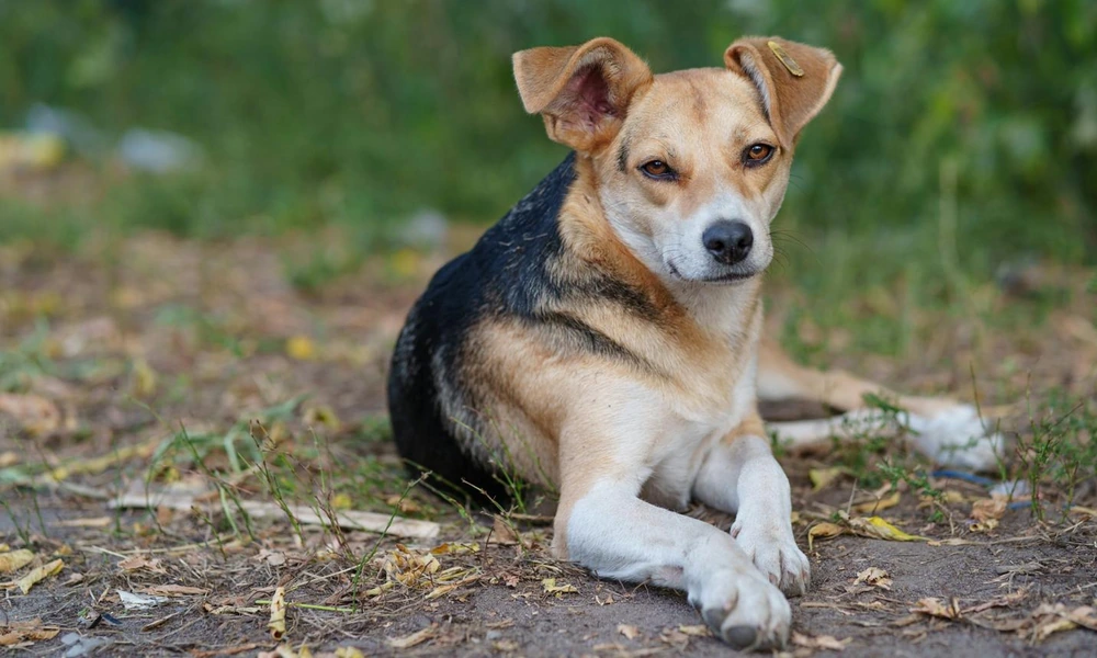 Domestic dog standing outdoors in a green garden.