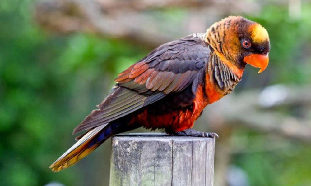 Dusky lory perched among tropical vegetation in New Guinea.