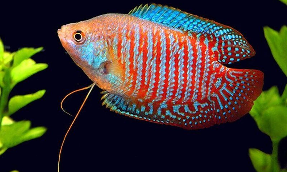 Dwarf gourami swimming among freshwater aquatic plants.