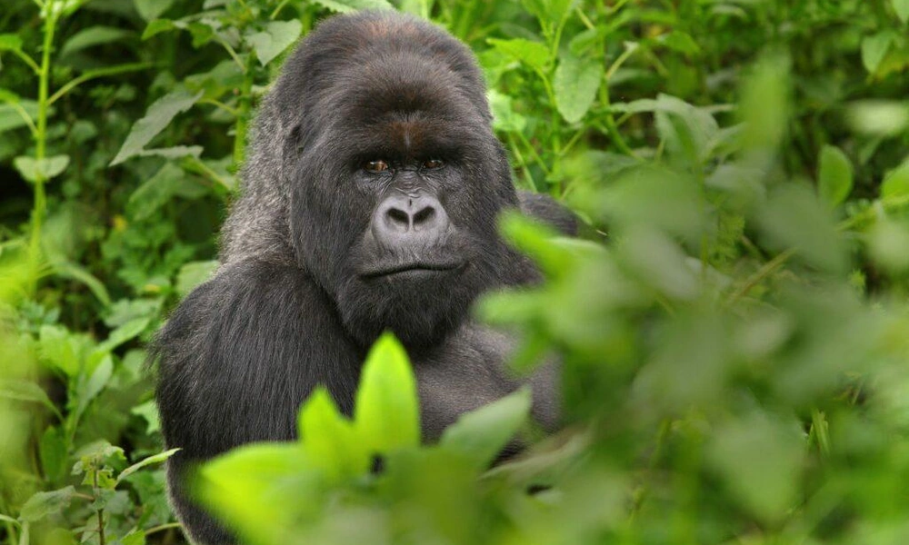 Eastern gorilla (Gorilla beringei) standing in tropical forest.