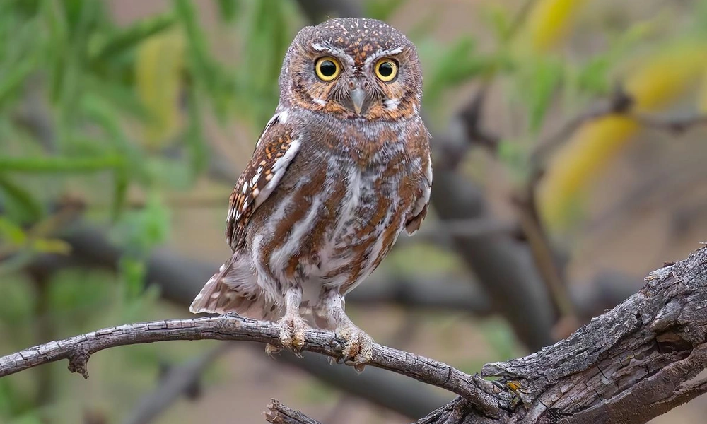 Elf owl (Micrathene whitneyi) perched in a desert habitat.