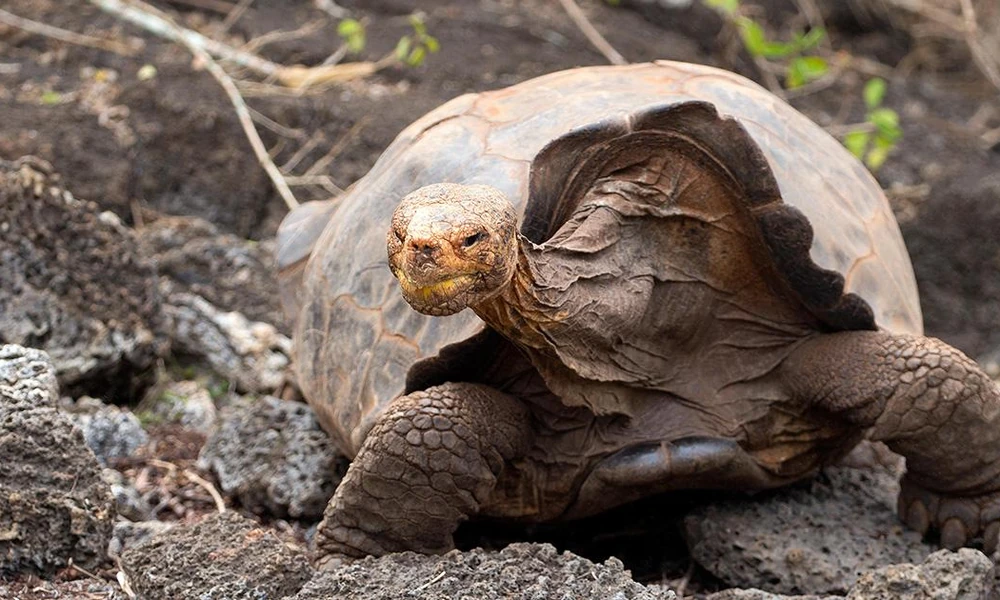 Española giant tortoise (Chelonoidis hoodensis) walking through dry Galápagos vegetation.