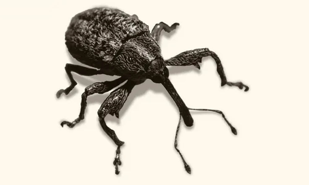 Dark boll weevil with a rough, textured body and a long, curved snout on a cream background.