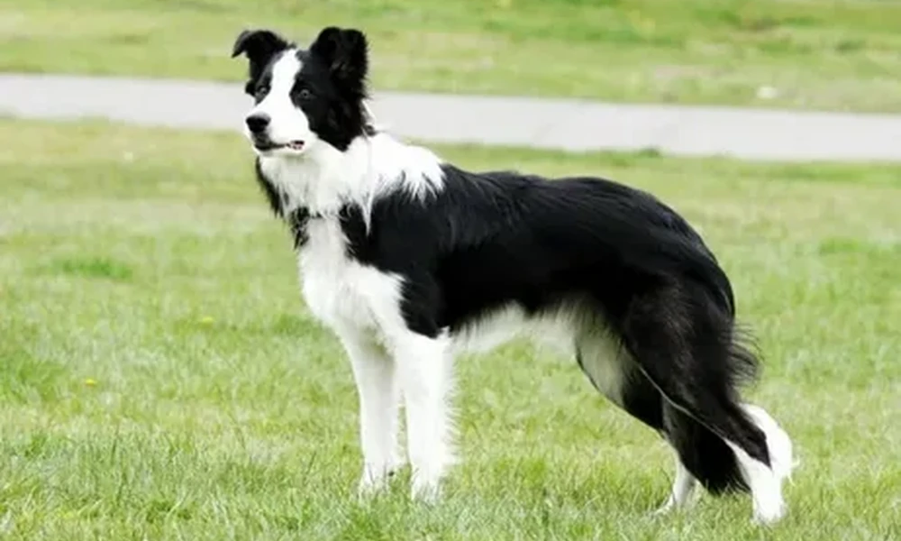 Black and white Border Collie standing on a green lawn and looking alertly to the side.