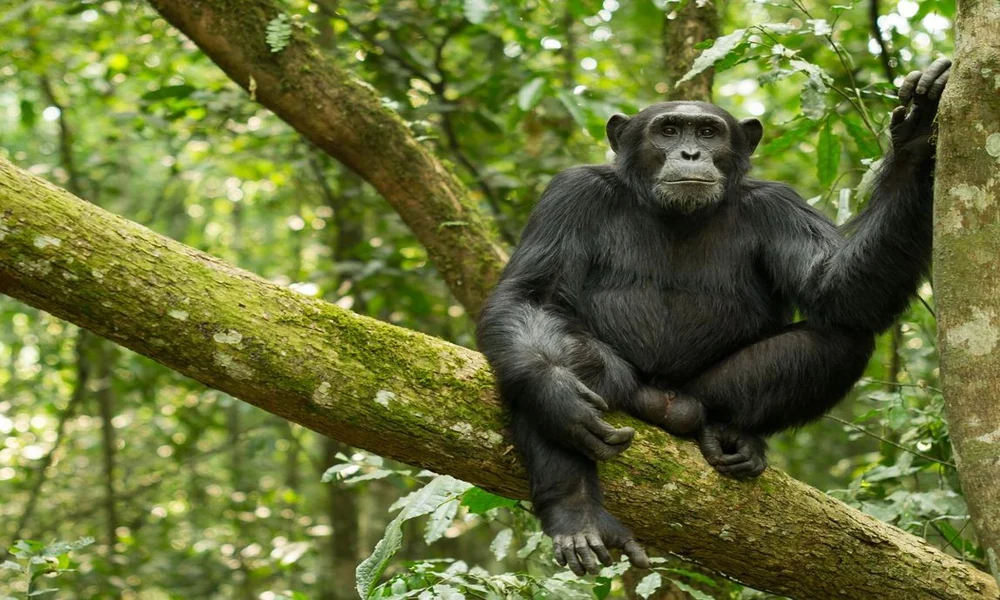 A wild chimpanzee sitting on a tree branch surrounded by dense green tropical forest vegetation.