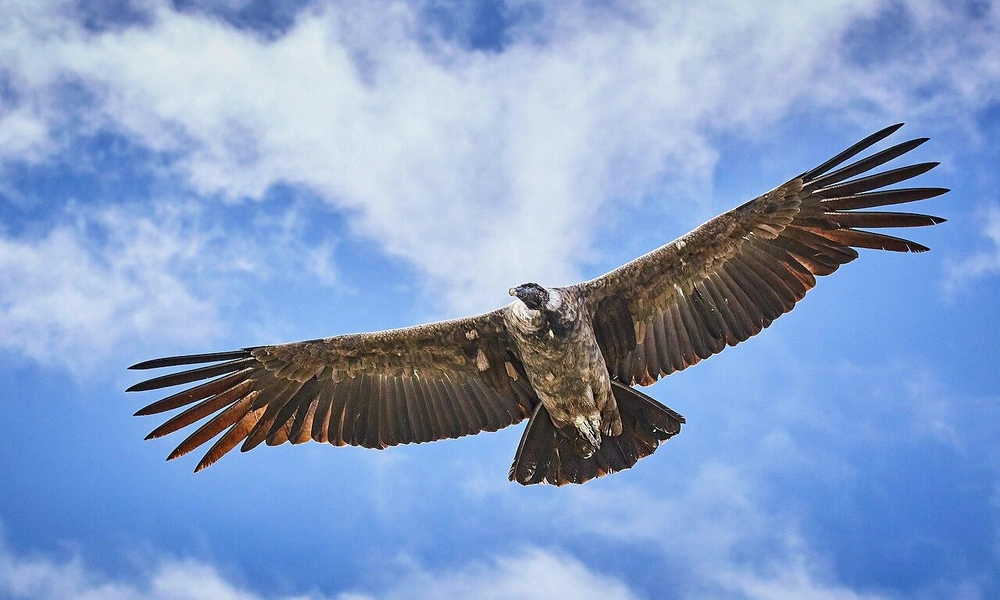 An Andean condor flying above rugged mountain peaks with its enormous wings fully spread.